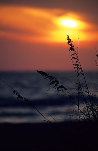 Ocean;Beach;Waves;Shore;Shoreline;Sand;Wet;Water;Sandy;Sea;Clouds;Plants;Foliage;Vegetation;Botanicals;Botany;Herbaceous;Herb;Greenery;Flora;Herbage;Sunlight;Sun;Beams;Sunbeam;Rays;Light;Luminance;Illuminate;Sunset;Dusk;Twilight;evening;Nightfall;Sundown